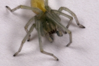 La Cheiracanthe. Un mle juvnile (Araneae - Cheiracanthiidae - Cheiracanthium mildei)